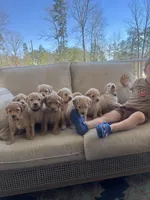 Henery, a male Goldendoodle for sale in Dillwyn, VA – Photo 2 of 3