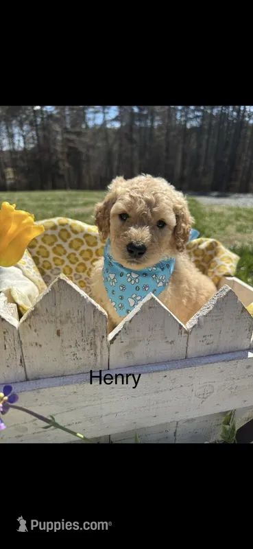 Henery – Goldendoodle puppy for sale in Dillwyn, VA