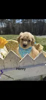 Henery, a male Goldendoodle for sale in Dillwyn, VA – Photo 1 of 3