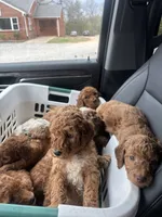 Duke, a male Goldendoodle and Irish Doodle for sale in Dillwyn, VA – Photo 3 of 6