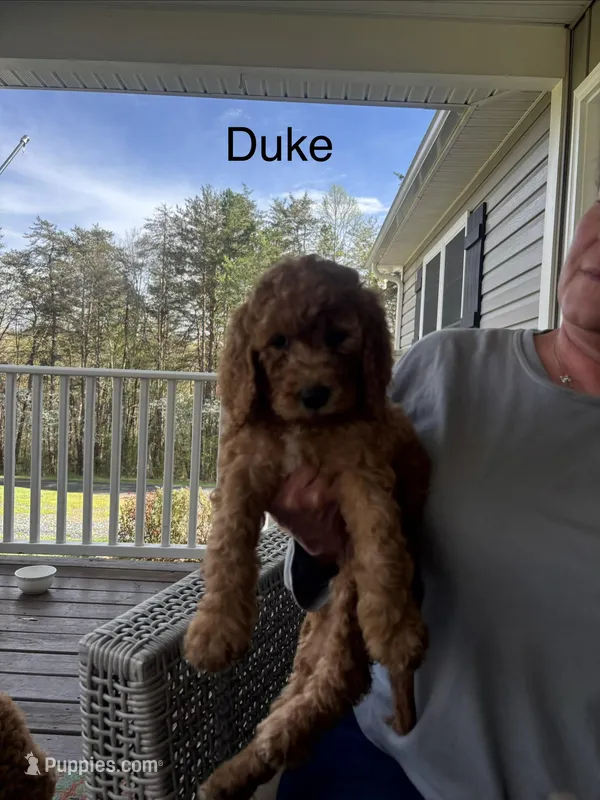 Duke – Goldendoodle, Irish Doodle puppy for sale in Dillwyn, VA