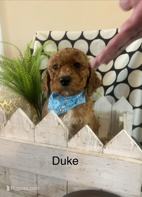 Duke – Goldendoodle, Irish Doodle puppy for sale in Dillwyn, VA