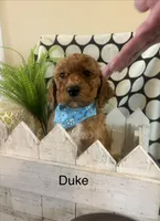 Duke, a male Goldendoodle and Irish Doodle for sale in Dillwyn, VA – Photo 1 of 6