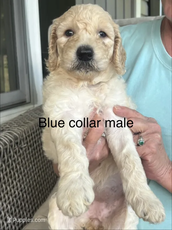 Blue collar male – Goldendoodle puppy for sale in Dillwyn, VA
