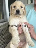 Blue collar male, a male Goldendoodle for sale in Dillwyn, VA – 1 of 5