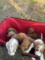 Mavrick, a male Goldendoodle and Irish Doodle for sale in Dillwyn, VA – Photo 6 of 6
