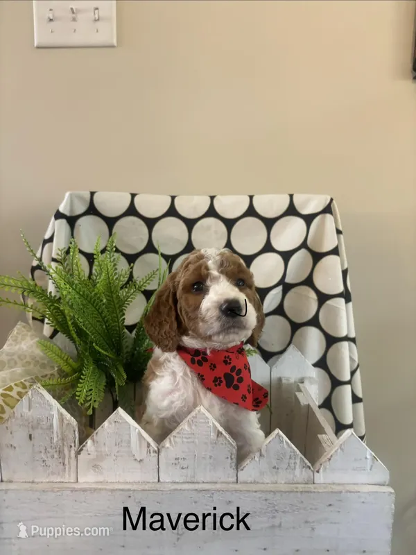 Mavrick – Goldendoodle, Irish Doodle puppy for sale in Dillwyn, VA