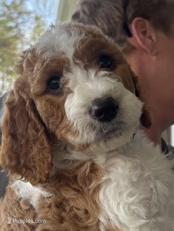 Mavrick – Goldendoodle, Irish Doodle puppy for sale in Dillwyn, VA