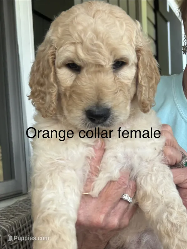 Orange collar female – Goldendoodle puppy for sale in Dillwyn, VA
