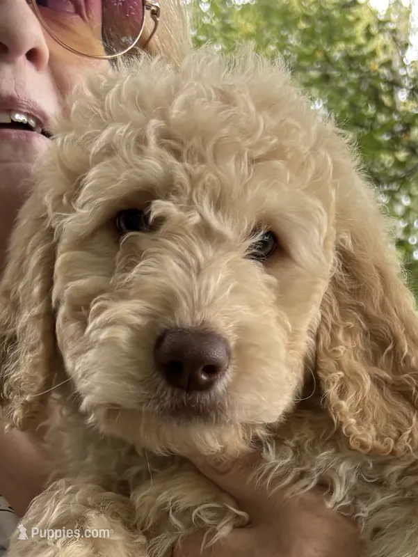 Red collar male I – Goldendoodle puppy for sale in Dillwyn, VA