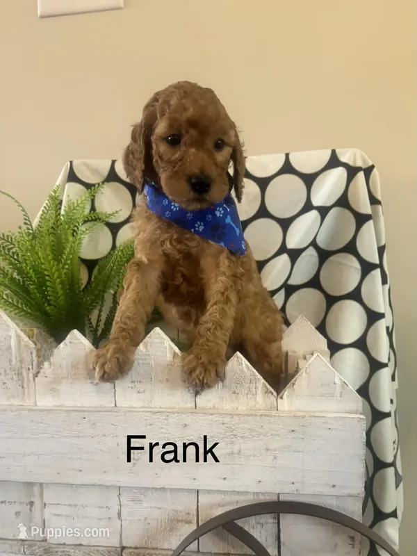 Frank – Goldendoodle, Irish Doodle puppy for sale in Dillwyn, VA