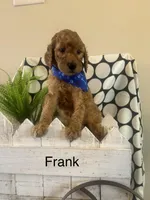 Frank, a male Goldendoodle and Irish Doodle for sale in Dillwyn, VA – Photo 1 of 6