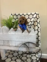 Frank, a male Goldendoodle and Irish Doodle for sale in Dillwyn, VA – Photo 2 of 6