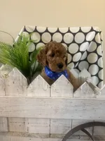 Frank, a male Goldendoodle and Irish Doodle for sale in Dillwyn, VA – Photo 3 of 6