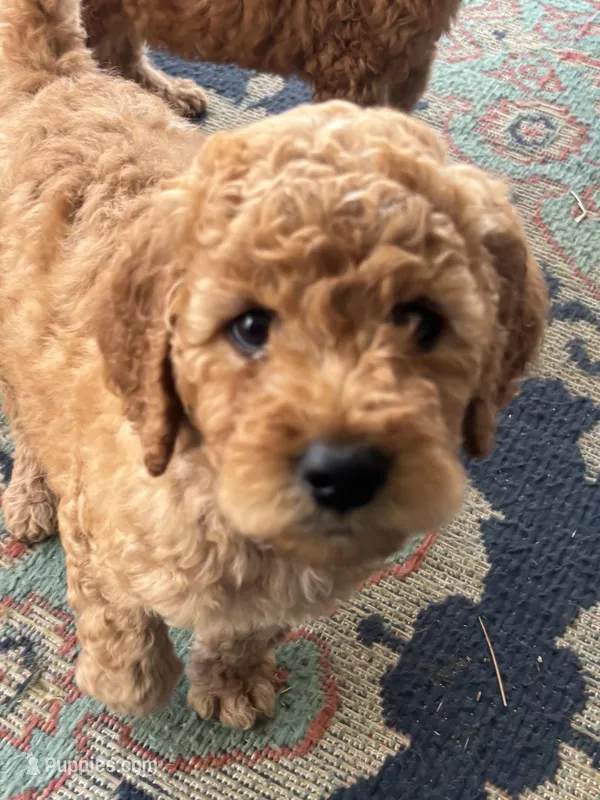 Frank – Goldendoodle, Irish Doodle puppy for sale in Dillwyn, VA