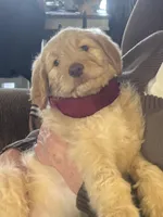 Green collar male, a male Goldendoodle for sale in Dillwyn, VA – Photo 1 of 8