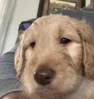 Green collar male, a male Goldendoodle for sale in Dillwyn, VA – Photo 8 of 8