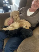 Green collar male, a male Goldendoodle for sale in Dillwyn, VA – Photo 7 of 8