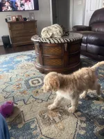 Green collar male, a male Goldendoodle for sale in Dillwyn, VA – Photo 6 of 8