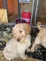 Green collar male, a male Goldendoodle for sale in Dillwyn, VA – Photo 5 of 8