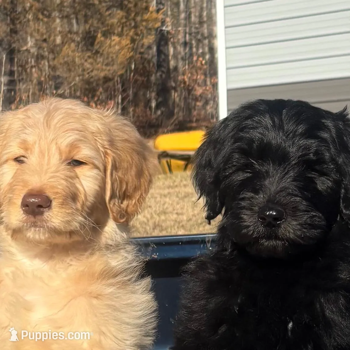 Green collar male, a male Goldendoodle for sale in Dillwyn, VA – Photo 3 of 8