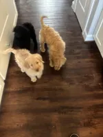 Green collar male, a male Goldendoodle for sale in Dillwyn, VA – Photo 4 of 8