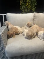 Orange collar female, a female Goldendoodle for sale in Dillwyn, VA – 4 of 8