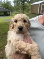 Red collar male I, a male Goldendoodle for sale in Dillwyn, VA – 4 of 7