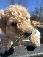 Charlie , a male Goldendoodle for sale in Dillwyn, VA – Photo 2 of 3