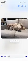 Orange collar female, a female Goldendoodle for sale in Dillwyn, VA – 7 of 8