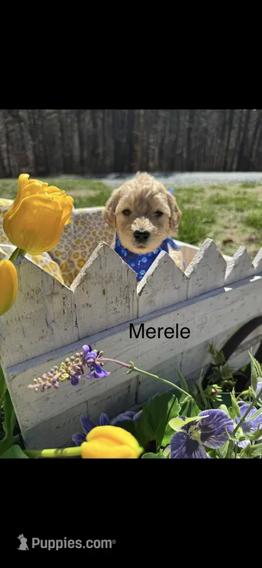 Merele – Goldendoodle puppy for sale in Dillwyn, VA