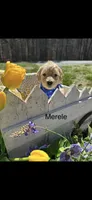 Merele, a female Goldendoodle for sale in Dillwyn, VA – Photo 1 of 3