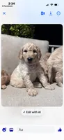 Blue collar male, a male Goldendoodle for sale in Dillwyn, VA – 2 of 5