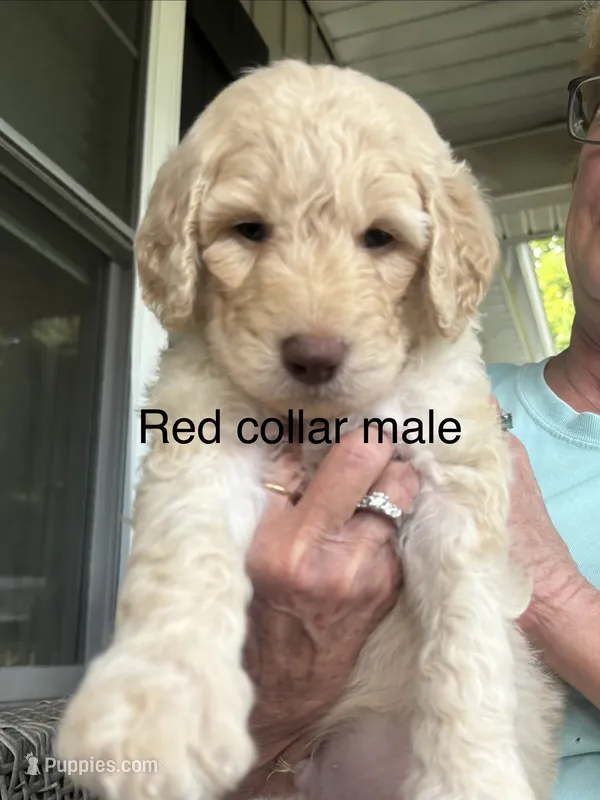 Red collar male I – Goldendoodle puppy for sale in Dillwyn, VA