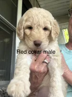 Red collar male I, a male Goldendoodle for sale in Dillwyn, VA – 1 of 7