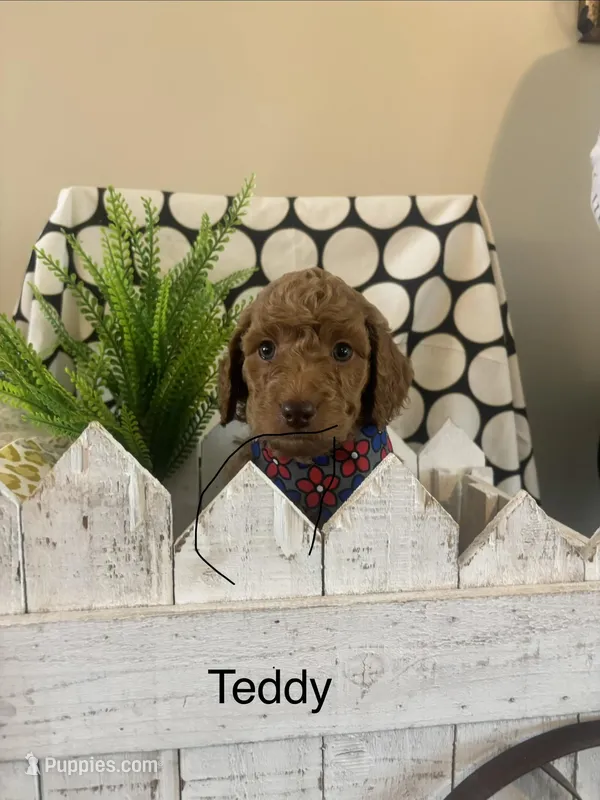 Teddy – Goldendoodle, Irish Doodle puppy for sale in Dillwyn, VA