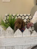 Teddy, a male Goldendoodle and Irish Doodle for sale in Dillwyn, VA – Photo 3 of 6