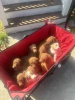 Teddy, a male Goldendoodle and Irish Doodle for sale in Dillwyn, VA – Photo 6 of 6