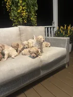 Blue collar male, a male Goldendoodle for sale in Dillwyn, VA – 5 of 5