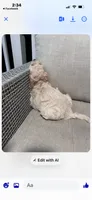 Blue collar male, a male Goldendoodle for sale in Dillwyn, VA – 3 of 5