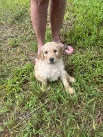 Purple collar female, a female Goldendoodle for sale in Dillwyn, VA – 9 of 10