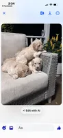 Purple collar female, a female Goldendoodle for sale in Dillwyn, VA – 6 of 10