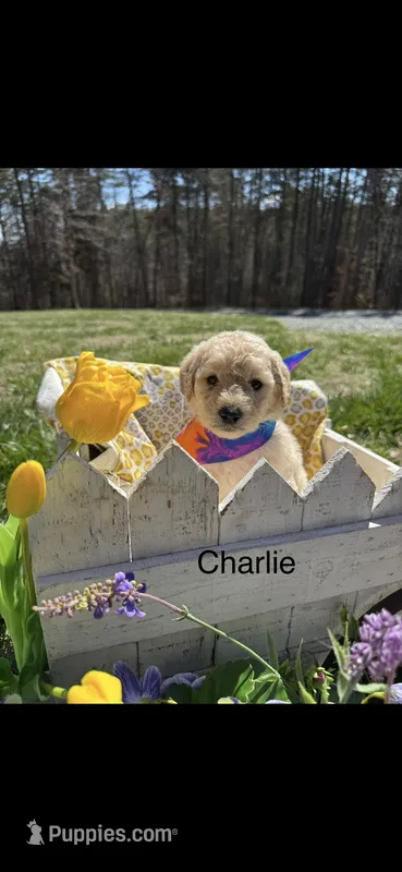 Charlie  – Goldendoodle puppy for sale in Dillwyn, VA