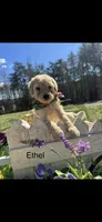 Ethel, a female Goldendoodle for sale in Dillwyn, VA – Photo 1 of 3