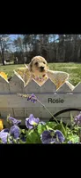 Rosey, a female Goldendoodle for sale in Dillwyn, VA – Photo 1 of 3