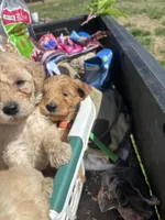 Rosey, a female Goldendoodle for sale in Dillwyn, VA – Photo 2 of 3