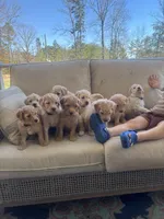 Rosey, a female Goldendoodle for sale in Dillwyn, VA – Photo 3 of 3