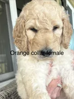Orange collar female, a female Goldendoodle for sale in Dillwyn, VA – 3 of 8