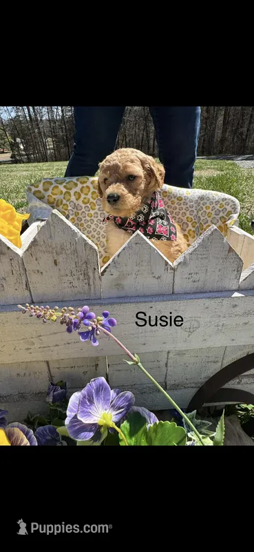 Susie – Goldendoodle puppy for sale in Dillwyn, VA