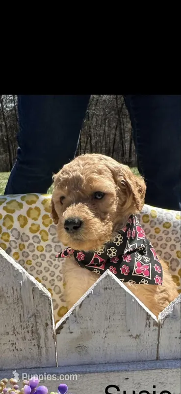 Susie – Goldendoodle puppy on hold in Dillwyn, VA